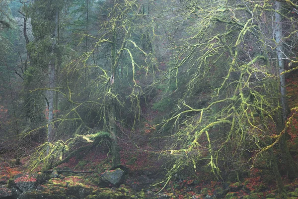 スコットランドのダンケルドにあるエルミタージュ美術館の緑豊かな苔生した疎木の暗い 幽霊のような不吉な森 — ストック写真