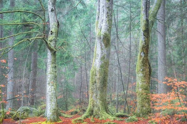 Trzy Duże Pnie Bukowe Stoją Wysoko Przed Jesiennym Lasem Sosnowym — Zdjęcie stockowe