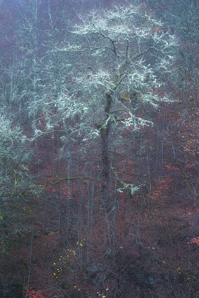 Атмосферний Абстрактний Сюрреалістичний Лишайник Вкривав Дерева Темному Туманному Лісі Аберфельді — стокове фото