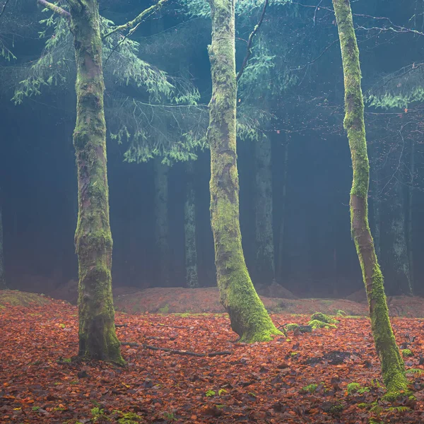 Темний Болотистий Ліс Атмосферним Туманом Світлом Лісі Блірадам Біля Келті — стокове фото