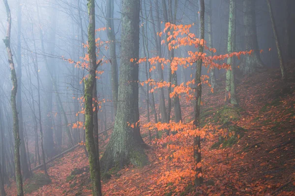 Атмосферні Слизькі Апельсинові Осінні Листки Темному Туманному Лісистому Лісі Біля — стокове фото