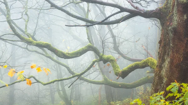 Атмосферний Брудний Ландшафт Букового Дерева Fagus Sylvatica Тягнеться Туманного Туманного — стокове фото