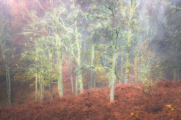 Flechtenbewachsene Bäume Und Farbenfrohe Herbstbracken Einem Nebelwald Loch Lomond Trossachs — Stockfoto