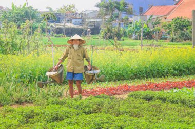 Vietnam 'ın Tra Que kentindeki kırsal kırsal kesimde yaşayan yaşlı Vietnamlı geleneksel çiftçi bahçesiyle sebze ekiyor..
