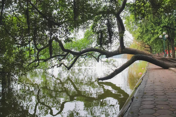 越南河内黄剑湖 Hoan Kiem 城市公园的水面上 长出了一棵田园诗般的弯曲的树 — 图库照片