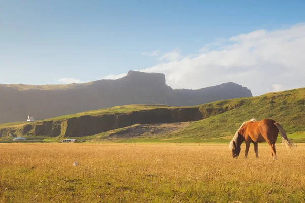 Grazing Caballo Islandés Con Iglesia Reyniskirkja Pueblo Vik Fondo Hermoso —  Fotos de Stock