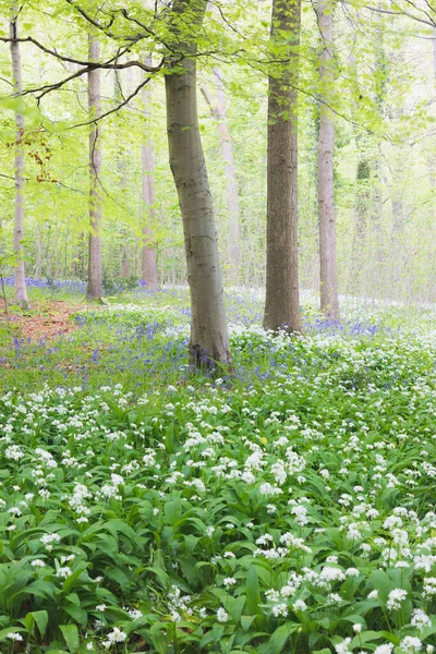 Paenic Idilliaco Verde Bosco Naturale Pavimento Forestale Aglio Selvatico Allium — Foto Stock