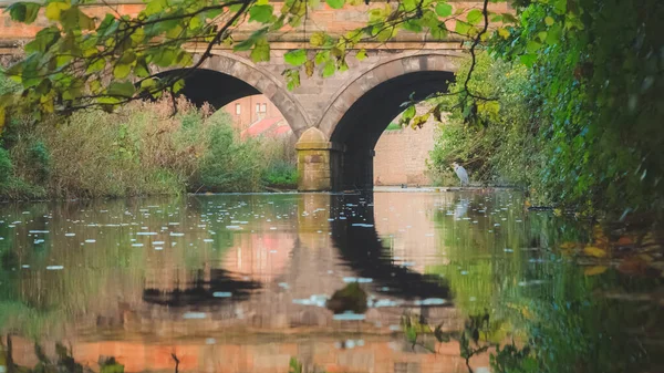 Uma Garça Cinzenta Ardea Cinerea Sob Arco Uma Ponte Pedra — Fotografia de Stock