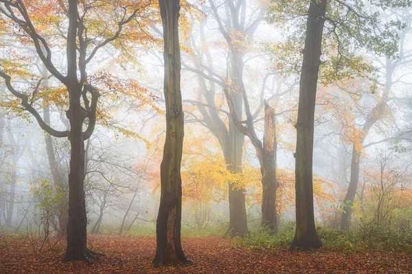 Buchenwald Einem Nebligen Nebligen Atmosphärischen Herbstwald Costorphine Hill Edinburgh Schottland — Stockfoto