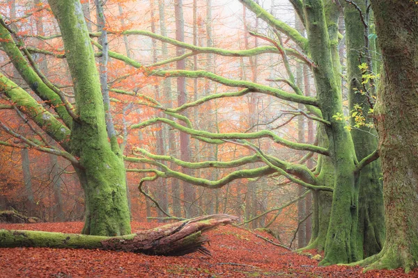 Lebendige Farbenfrohe Herbstfarben Einem Nebeligen Buchenwald Loch Lomond Trossachs National — Stockfoto