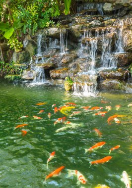 Phuket Botanik Bahçesi gölet koi sazan balığı 