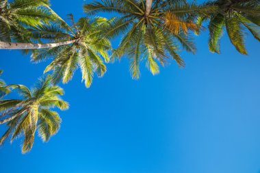Anda beach Bohol island with coconut palms tree clipart