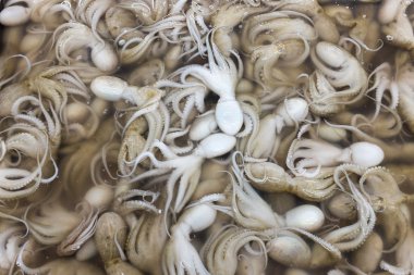 Tayland piyasada küçük ahtapot 