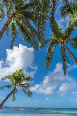Boracay island with coconut palms clipart