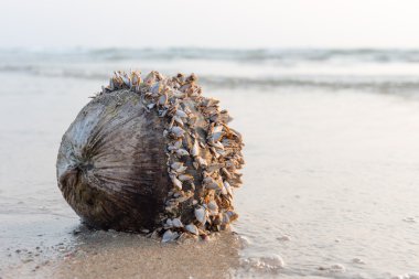 coconut with shells at the sea  clipart