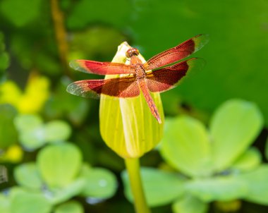 Lotus çiçeği üzerinde kırmızı yusufçuk 