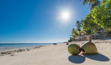 Coconuts at Anda beach Bohol island  clipart