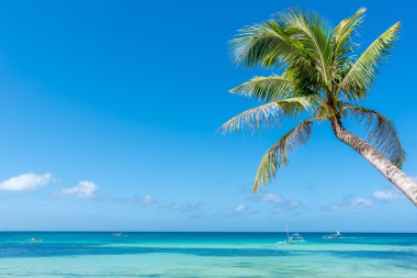 Hindistan cevizi palmiye ile Boracay ada
