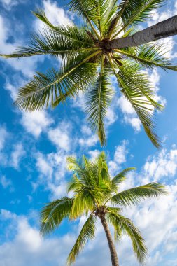 Boracay Adası ile Hindistan cevizi avuç içi ağaç yaprakları