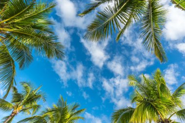 Boracay island with coconut palms tree leaves clipart