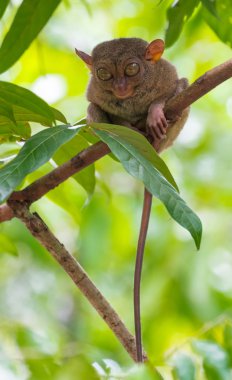 endemik hayvan ağaçta uyku Tarsier 