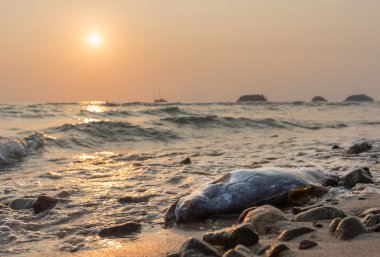 Sahil Koh Chang Adası'nda ölü balık