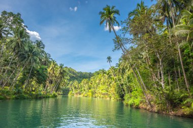 Orman yeşil nehir Loboc Bohol Adası'nda 