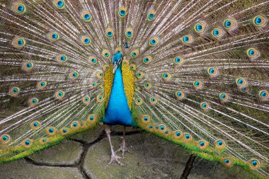 Renkli 'Blue Ribbon' tavus kuşu 