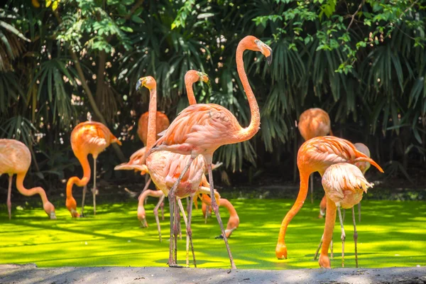 Pink flamingoes in Safari World Park of Bangkok — Stock Photo, Image