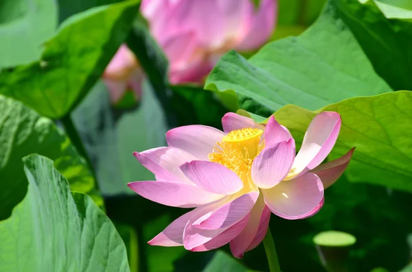 Lotus flowers in the pond — Stock Photo, Image