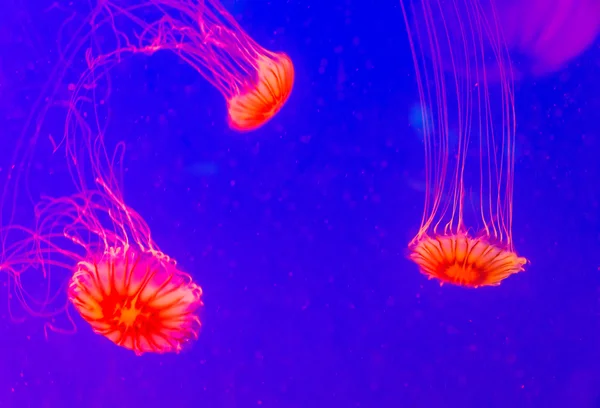 Medusas vermelhas em Seoul Coex Oceanarium — Fotografia de Stock