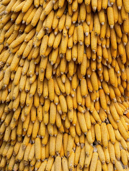乾燥したトウモロコシの穂軸 — ストック写真