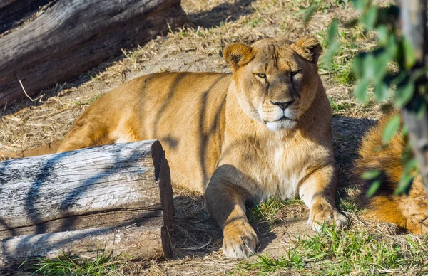 Resting lion at Safari World, Bangkok — Stock Photo, Image