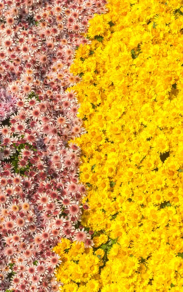 Jardim botânico colorido — Fotografia de Stock