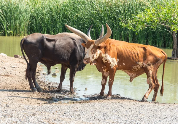 Watusi Bulls in Safari World, Bangkok — Stock Photo, Image