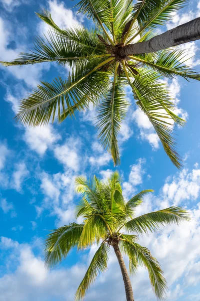 Isola di Boracay con foglie di palme da cocco — Foto Stock