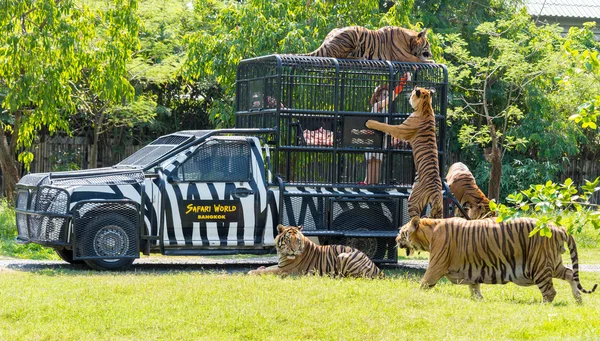 Feeding of tigers at Safari World zoo in Bangkok — Stock Photo, Image