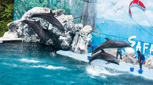 Instructors perform with Dolphins at show — Stock Photo, Image