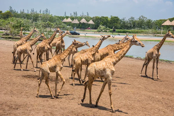 Giraffes in Safari World zoo park in Bangkok — Stock Photo, Image