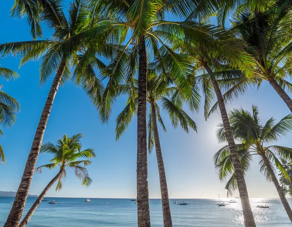 Тропічний пляж острова Боракай з кокосовими пальмами — стокове фото