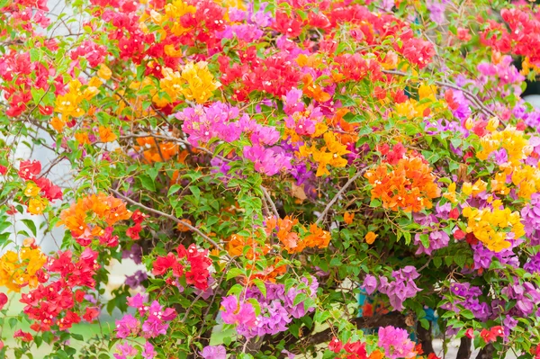 Hermoso árbol de flores — Foto de Stock