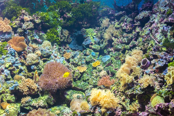 Tropische Fische im Rayong-Aquarium — Stockfoto