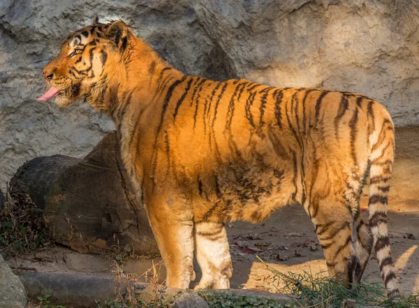 Siberian tiger at Safari World, Bangkok — Stock Photo, Image