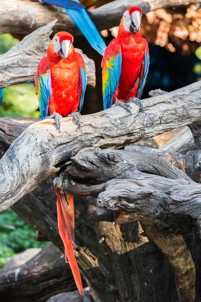 Papagaios coloridos no mundo do safári, Bancoc — Fotografia de Stock