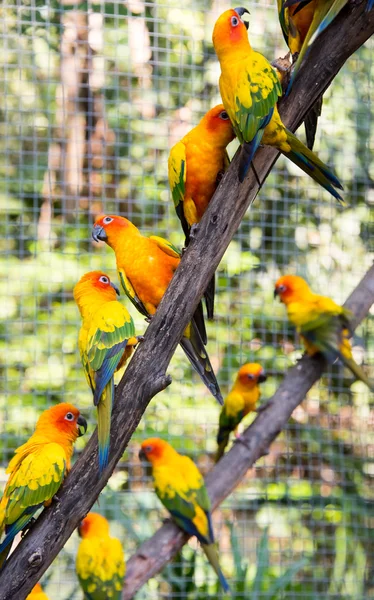 Kolorowe papugi w safari world, Tajlandia — Zdjęcie stockowe