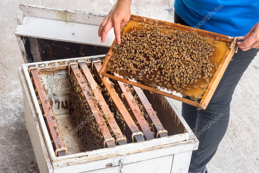 woman showing bees in the hive 