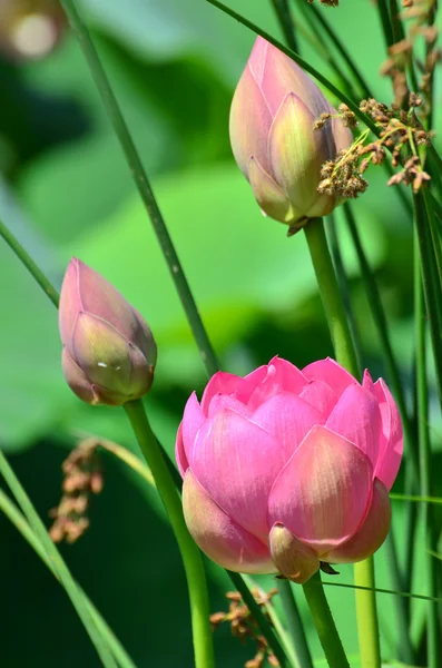 Flor de lótus e plantas de flor de lótus na lagoa — Fotografia de Stock