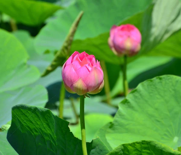 Flor de Loto y Flor de Loto en el estanque — Foto de Stock