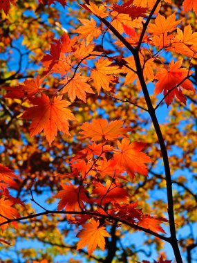Kırmızı Sarı sonbahar akçaağaç yaprakları