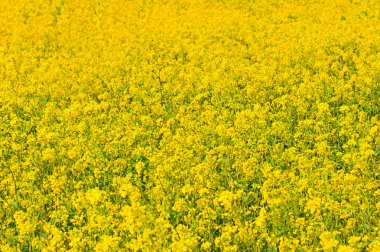 doğal çiçek arka plan